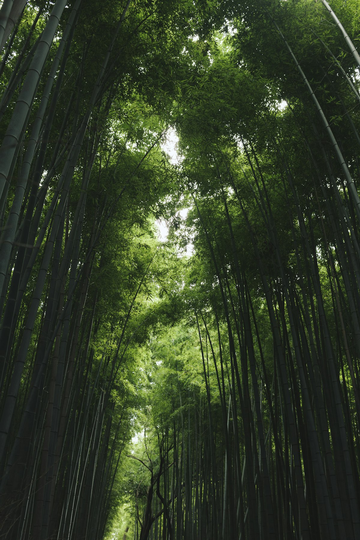 茂密的竹林