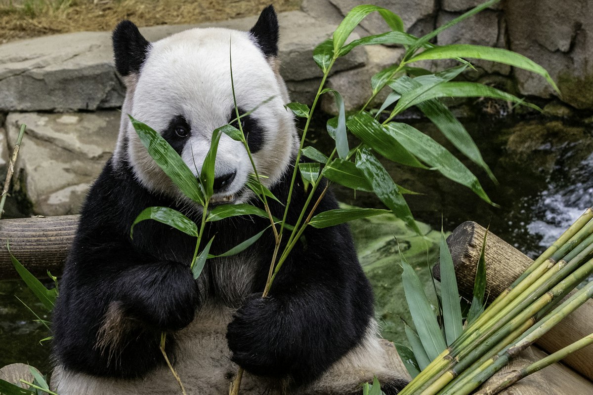 熊猫在竹林中休憩